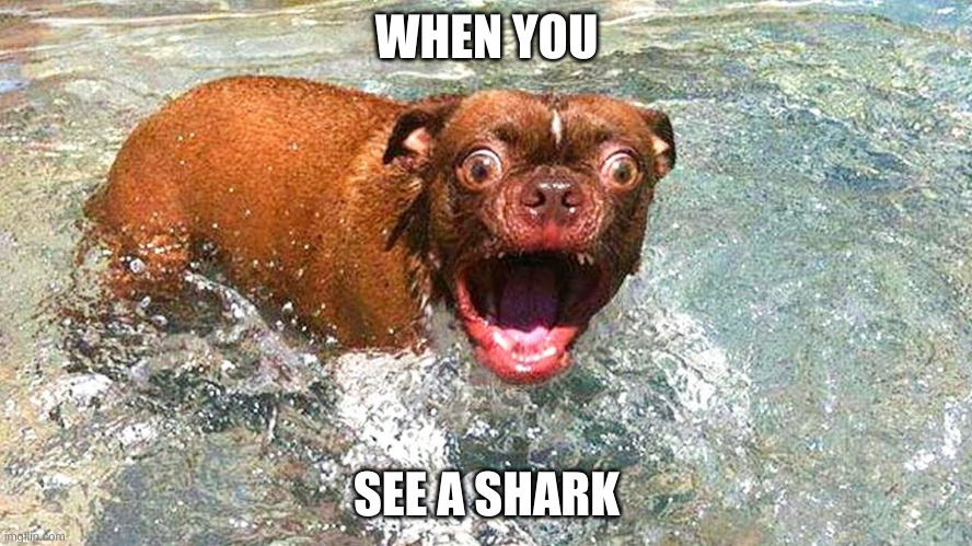 Beach day | WHEN YOU; SEE A SHARK | image tagged in day at the beach | made w/ Imgflip meme maker