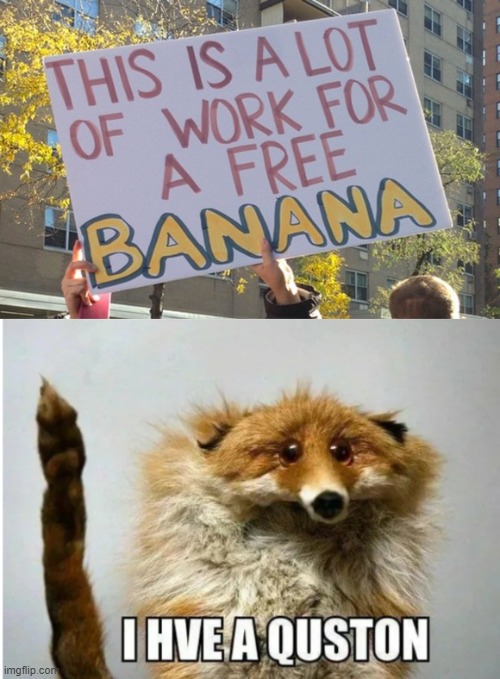 What now | image tagged in i hve a quston,what the hell happened here,bananas,banana,work | made w/ Imgflip meme maker