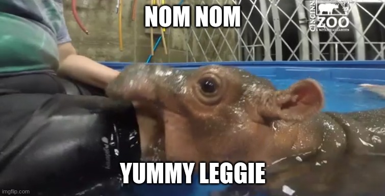 NOM NOM; YUMMY LEGGIE | image tagged in hippo | made w/ Imgflip meme maker