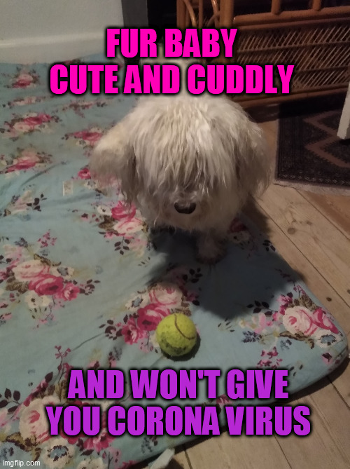 FUR BABYcute and cuddlywont give you Corona Virus | FUR BABY
CUTE AND CUDDLY; AND WON'T GIVE YOU CORONA VIRUS | image tagged in cute puppies | made w/ Imgflip meme maker