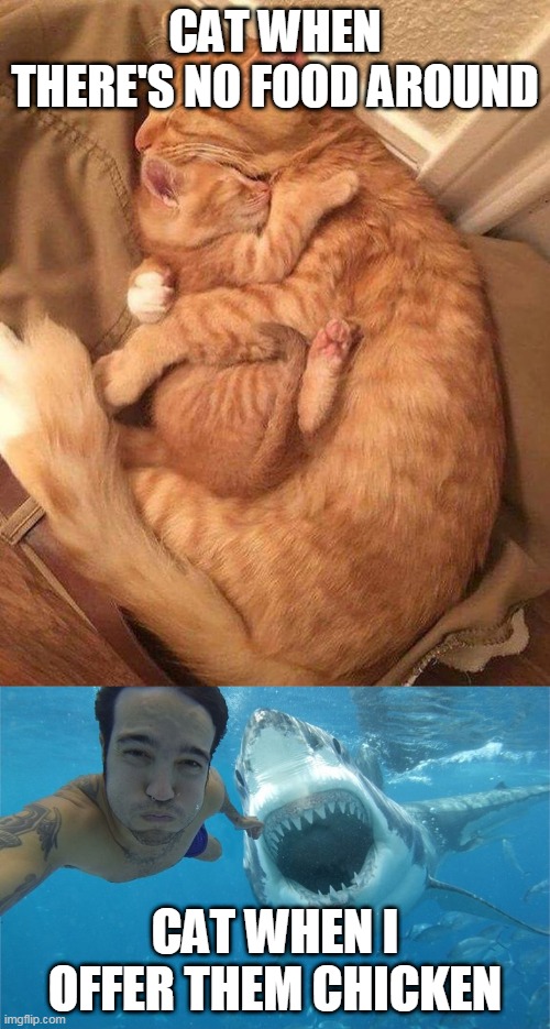  CAT WHEN THERE'S NO FOOD AROUND; CAT WHEN I OFFER THEM CHICKEN | image tagged in shark attack,cat snuggles | made w/ Imgflip meme maker