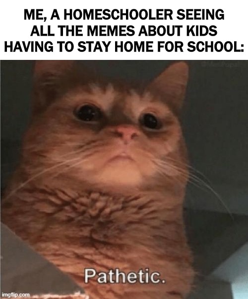 Pathetic Cat | ME, A HOMESCHOOLER SEEING ALL THE MEMES ABOUT KIDS HAVING TO STAY HOME FOR SCHOOL: | image tagged in pathetic cat,homeschool,coronavirus,covid-19 | made w/ Imgflip meme maker