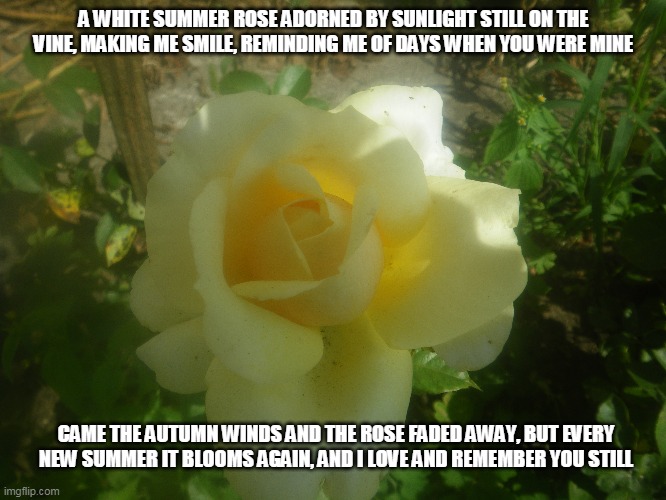 Summer Rose | A WHITE SUMMER ROSE ADORNED BY SUNLIGHT STILL ON THE VINE, MAKING ME SMILE, REMINDING ME OF DAYS WHEN YOU WERE MINE; CAME THE AUTUMN WINDS AND THE ROSE FADED AWAY, BUT EVERY NEW SUMMER IT BLOOMS AGAIN, AND I LOVE AND REMEMBER YOU STILL | image tagged in roses,summer roses,love,remembering | made w/ Imgflip meme maker