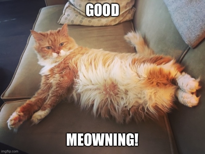 Ozzy fluffy puku | GOOD; MEOWNING! | image tagged in oscar,cute cat,cat | made w/ Imgflip meme maker