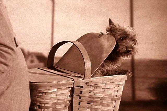 High Quality Toto in a basket Blank Meme Template