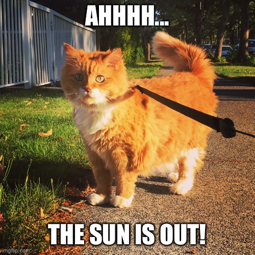 Oscar in the sun | AHHHH... THE SUN IS OUT! | image tagged in oscar in the sun | made w/ Imgflip meme maker