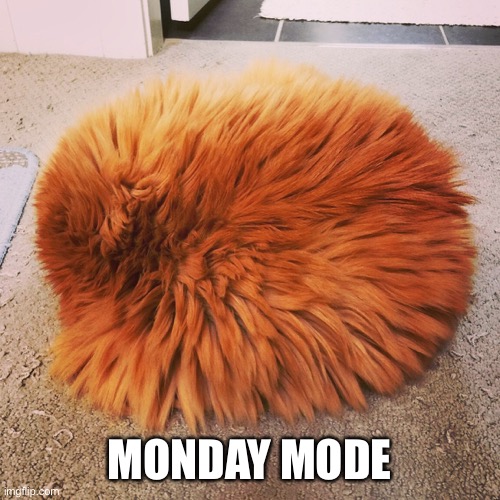 Ozzy ball | MONDAY MODE | image tagged in oscar,cute cat,cat | made w/ Imgflip meme maker