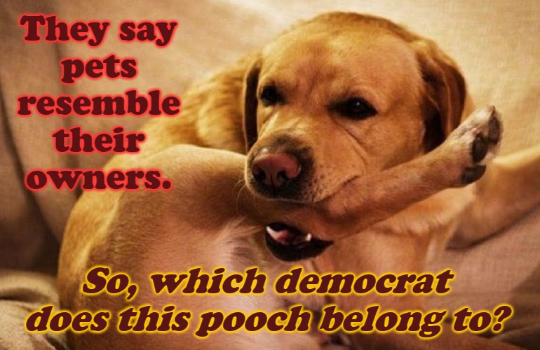 Pup Foot in Mouth D's | They say
 pets 
resemble
 their 
owners. So, which democrat does this pooch belong to? | image tagged in memes,conservatives,republicans,trump,potus45 | made w/ Imgflip meme maker