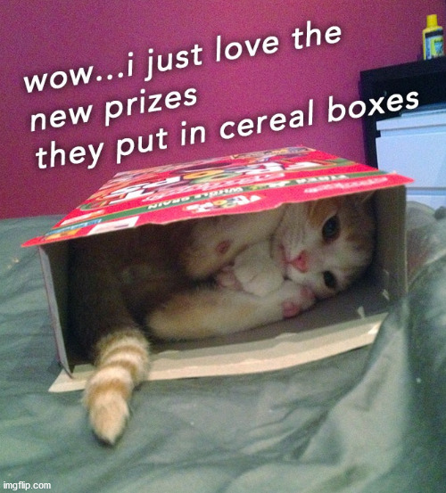 image tagged in cats | made w/ Imgflip meme maker