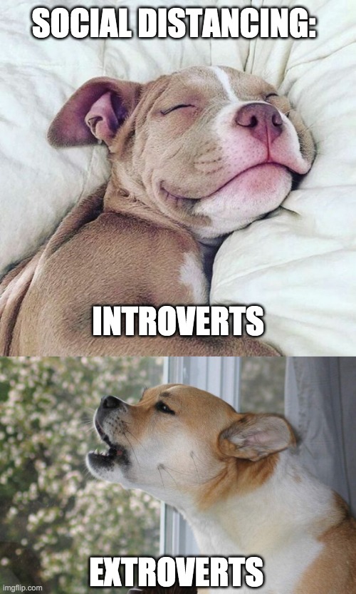 Introverts vs. Extroverts |  SOCIAL DISTANCING:; INTROVERTS; EXTROVERTS | image tagged in social distancing,coronavirus,introvert,extrovert,dogs | made w/ Imgflip meme maker