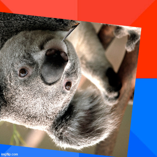 KOALA | image tagged in roll safe think about it | made w/ Imgflip meme maker