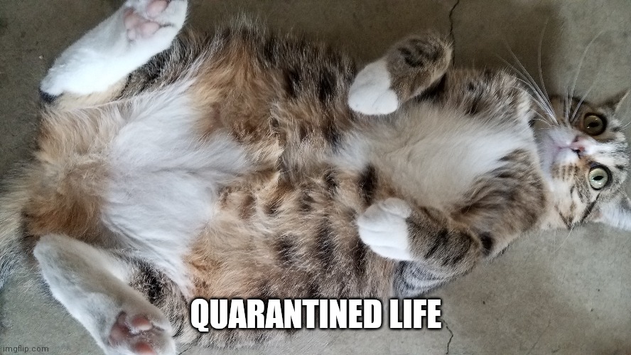 Corona Cat | QUARANTINED LIFE | image tagged in pets,funny animals,coronavirus | made w/ Imgflip meme maker