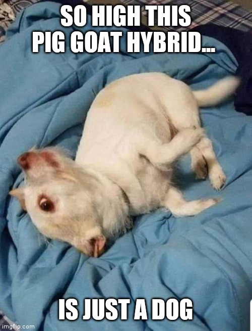 So high | SO HIGH THIS PIG GOAT HYBRID... IS JUST A DOG | image tagged in so high | made w/ Imgflip meme maker