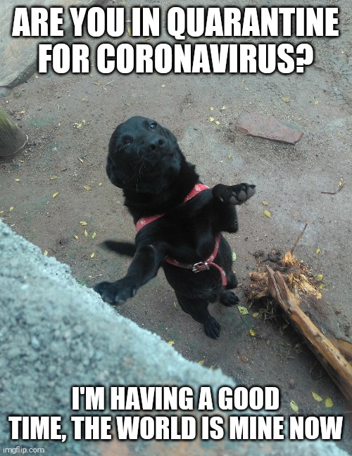 Are you in quarantine for coronavirus? | ARE YOU IN QUARANTINE FOR CORONAVIRUS? I'M HAVING A GOOD TIME, THE WORLD IS MINE NOW | image tagged in bad pun dog | made w/ Imgflip meme maker