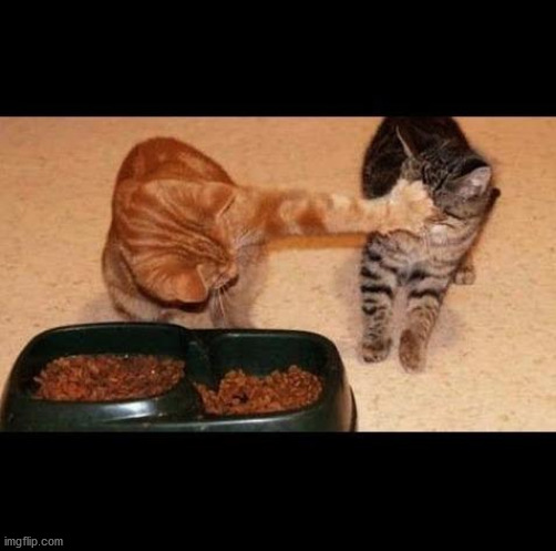 cats share food | image tagged in cats share food | made w/ Imgflip meme maker