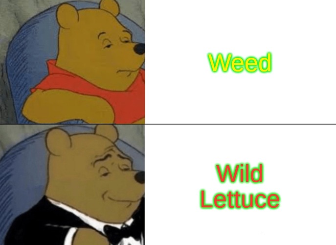 Wild Lettuce is a thing, though. ;0 | Weed; Wild Lettuce | image tagged in memes,tuxedo winnie the pooh,weed card,wild lettuce | made w/ Imgflip meme maker