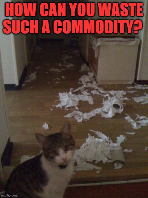 I Was Asked A Real Strange Question Today. | HOW CAN YOU WASTE SUCH A COMMODITY? | image tagged in memes,cat,toilet paper,corona virus,hard,find | made w/ Imgflip meme maker