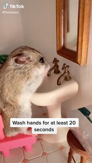 Hamster Blank Meme Template