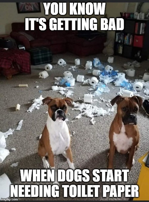 dog TP | YOU KNOW IT'S GETTING BAD; WHEN DOGS START NEEDING TOILET PAPER | image tagged in animals | made w/ Imgflip meme maker