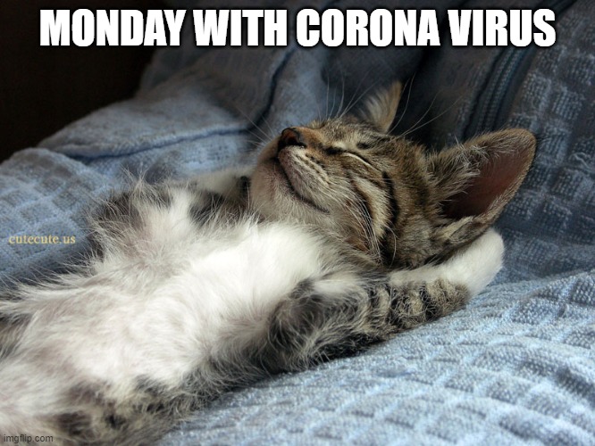 sleeping cat | MONDAY WITH CORONA VIRUS | image tagged in sleeping cat | made w/ Imgflip meme maker