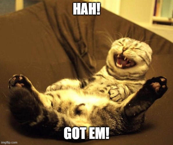 laughing cat | HAH! GOT EM! | image tagged in laughing cat | made w/ Imgflip meme maker