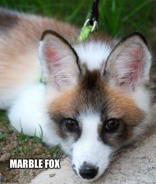 MARBLE FOX | made w/ Imgflip meme maker