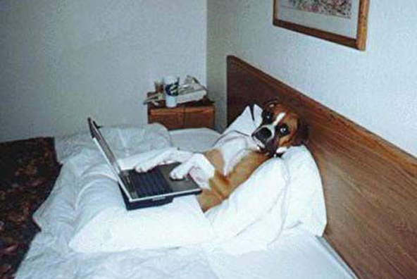 Dog Teleworking in Bed with Laptop Blank Meme Template