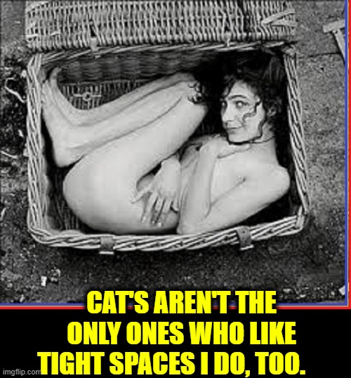 My Last Girlfriend was a Real Basket Case | CAT'S AREN'T THE ONLY ONES WHO LIKE TIGHT SPACES I DO, TOO. | image tagged in vince vance,girl,picnic,basket,cats,cat in a box | made w/ Imgflip meme maker