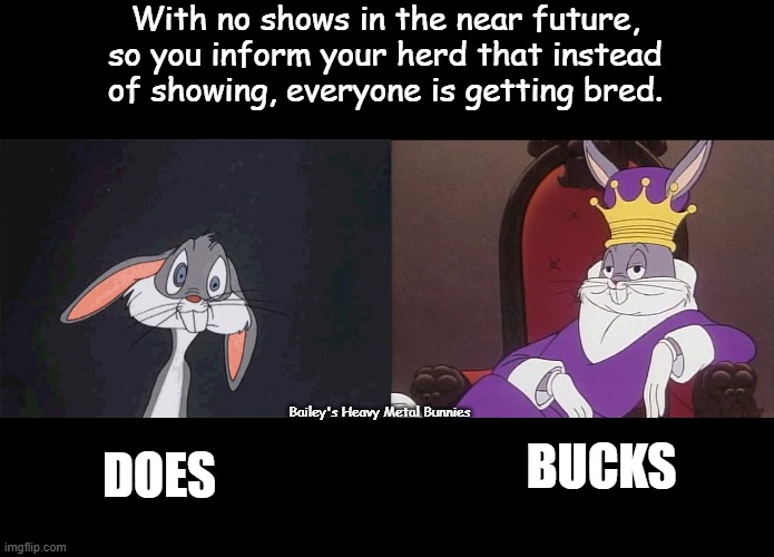 With no shows in the near future, so you inform your herd that instead of showing, everyone is getting bred. Bailey's Heavy Metal Bunnies; BUCKS; DOES | image tagged in bugs bunny crazy face,bugs bunny | made w/ Imgflip meme maker