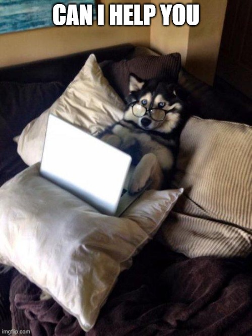 Husky Study | CAN I HELP YOU | image tagged in husky study | made w/ Imgflip meme maker