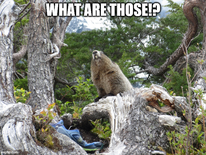The mad woodchuck of Washington state |  WHAT ARE THOSE!? | image tagged in woodchuck,what are those,litter,shoes,wildlife | made w/ Imgflip meme maker