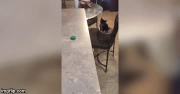 Not Quite... | image tagged in gifs,cute cat | made w/ Imgflip video-to-gif maker