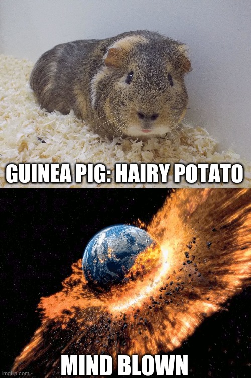 Hairy Potato | GUINEA PIG: HAIRY POTATO; MIND BLOWN | image tagged in guinea pig,mind blown | made w/ Imgflip meme maker