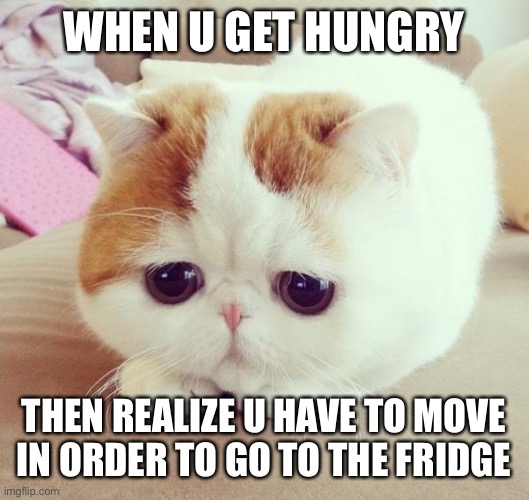 Sad Cat | WHEN U GET HUNGRY; THEN REALIZE U HAVE TO MOVE IN ORDER TO GO TO THE FRIDGE | image tagged in sad cat | made w/ Imgflip meme maker