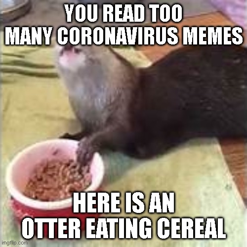 Otter | YOU READ TOO MANY CORONAVIRUS MEMES; HERE IS AN OTTER EATING CEREAL | image tagged in too much coronavirus memes | made w/ Imgflip meme maker