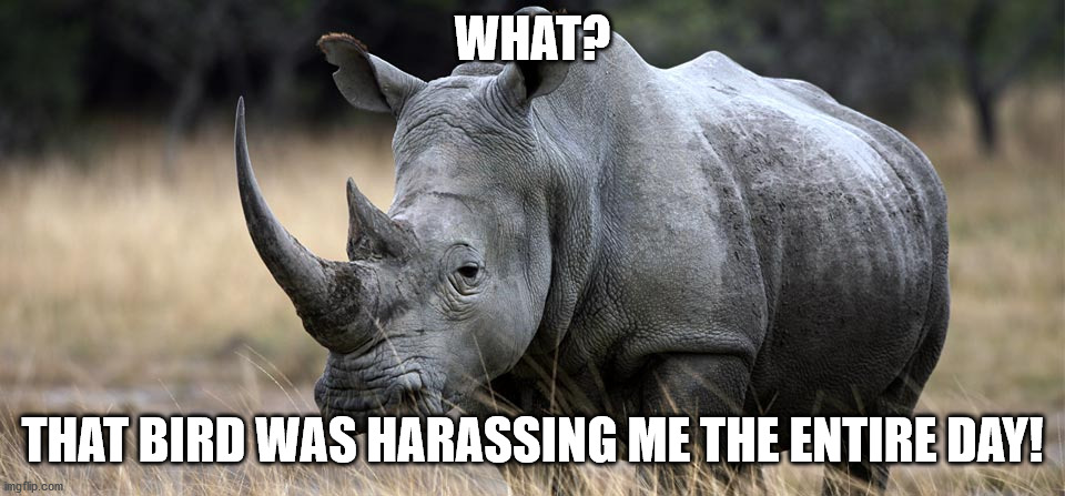 rhino | WHAT? THAT BIRD WAS HARASSING ME THE ENTIRE DAY! | image tagged in rhino | made w/ Imgflip meme maker