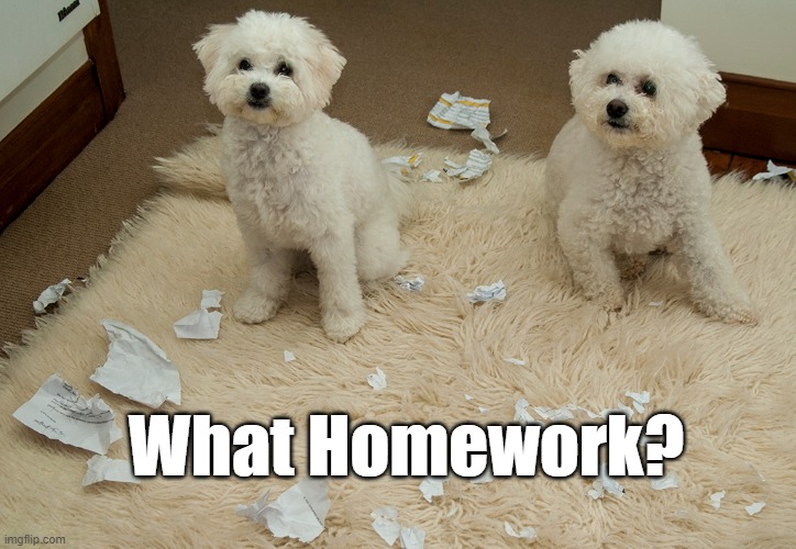 The Dog Ate My Homework |  What Homework? | image tagged in dog,homework,dog ate homework,cute dog,innocent,look at me | made w/ Imgflip meme maker