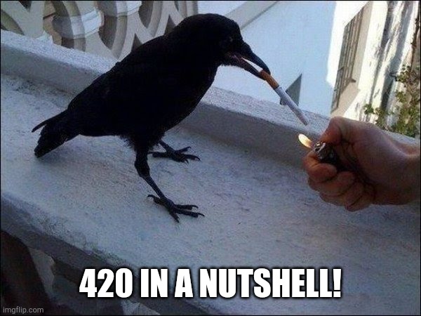 raven smoking | 420 IN A NUTSHELL! | image tagged in raven smoking | made w/ Imgflip meme maker