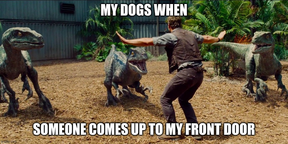 funny raptor | MY DOGS WHEN; SOMEONE COMES UP TO MY FRONT DOOR | image tagged in jurassic park raptor | made w/ Imgflip meme maker