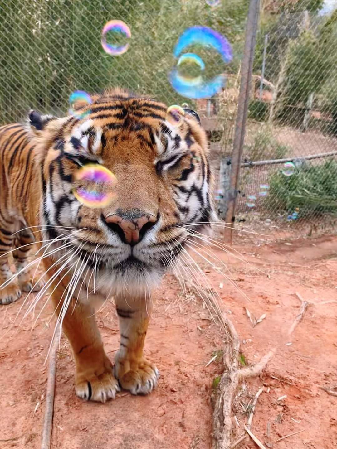 Tiger Bubbles Blank Meme Template