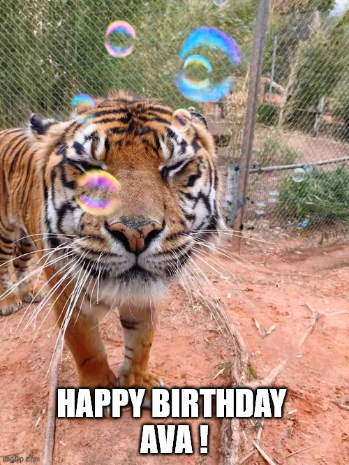 Birthday Bubble Tiger | HAPPY BIRTHDAY 
AVA ! | image tagged in tiger bubbles,happy birthday,tiger | made w/ Imgflip meme maker