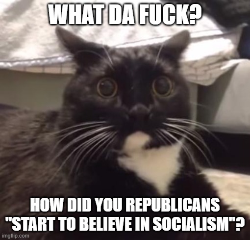 What Da Fuck Cat | WHAT DA F**K? HOW DID YOU REPUBLICANS "START TO BELIEVE IN SOCIALISM"? | image tagged in what da fuck cat | made w/ Imgflip meme maker