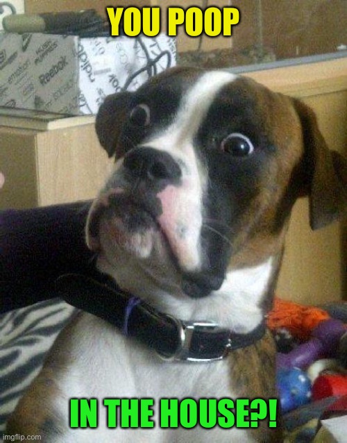 Surprised Dog | YOU POOP IN THE HOUSE?! | image tagged in surprised dog | made w/ Imgflip meme maker