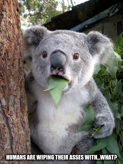 Surprised Koala Meme | HUMANS ARE WIPING THEIR ASSES WITH...WHAT? | image tagged in memes,surprised koala | made w/ Imgflip meme maker