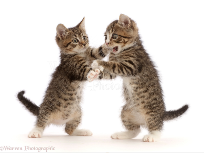 Kittens play fight Blank Meme Template