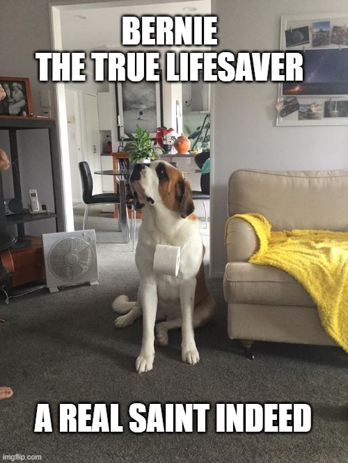 Toilet Paper | BERNIE 
THE TRUE LIFESAVER; A REAL SAINT INDEED | image tagged in toilet paper,coronavirus,dog,relief | made w/ Imgflip meme maker