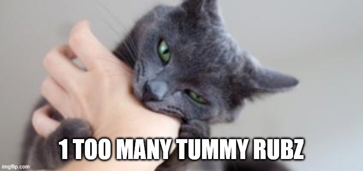 Cat Bite | 1 TOO MANY TUMMY RUBZ | image tagged in cat bite | made w/ Imgflip meme maker