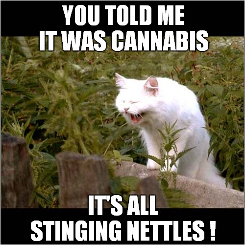 Disappointed Cat | YOU TOLD ME IT WAS CANNABIS; IT'S ALL STINGING NETTLES ! | image tagged in fun,cats,cannabis | made w/ Imgflip meme maker