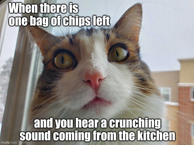 Pandemic, Day 5 | When there is one bag of chips left; and you hear a crunching sound coming from the kitchen | image tagged in pandemic,cats,chips,mfw | made w/ Imgflip meme maker