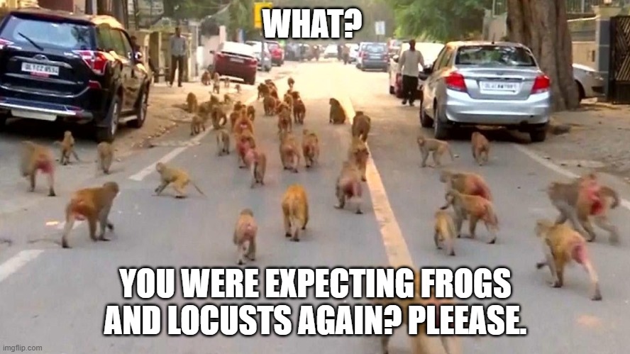 Monkey Plague | WHAT? YOU WERE EXPECTING FROGS AND LOCUSTS AGAIN? PLEEASE. | image tagged in plague,monkeys,coronavirus | made w/ Imgflip meme maker